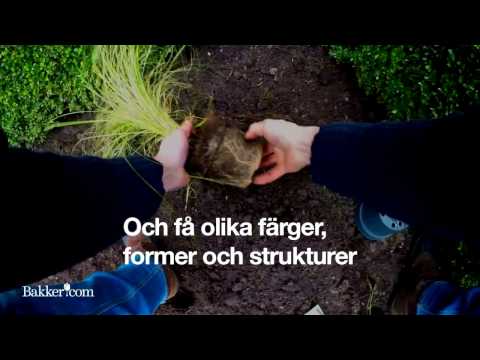Trädgårdstips: Så gör du en prärieplantering