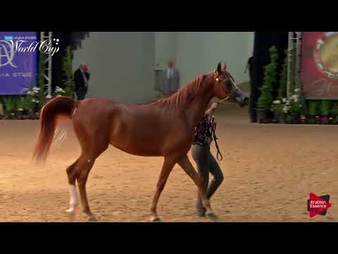 N.123 RIHANNA PA - LAS VEGAS 2019 - Arabian World Cup Junior Fillies ATH (Class 101).mp4