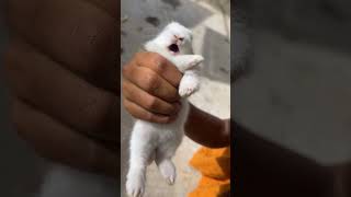 Download lagu Baby Rabbit Cute Sound #rabbit #cute mp3 Download lagu Baby Rabbit Cute Sound #rabbit #cute mp3