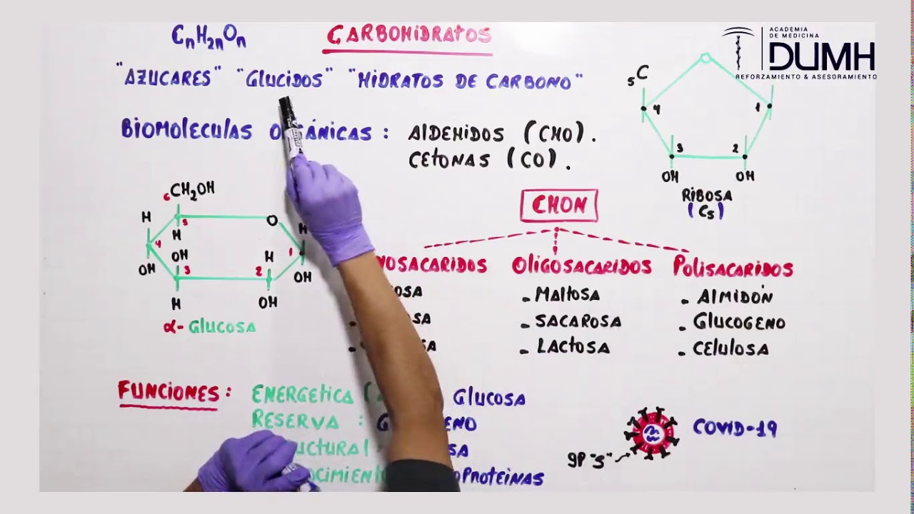 BIOLOGÍA | Carbohidratos