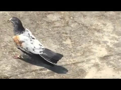 Dubai 6_Pigeons Landing After 4:00pm To 5:39pm |Dubai Pigeons Sports