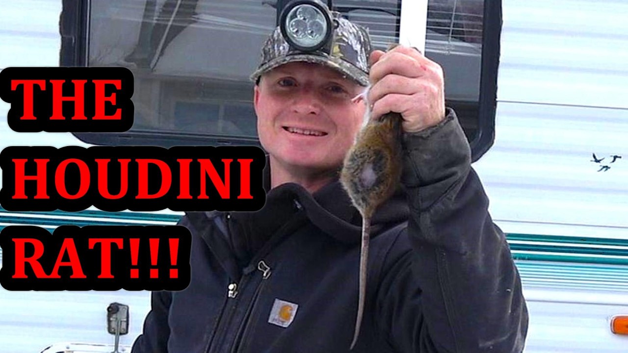 Houdini Rat and His Great ATEMPTED Escape!