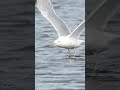 Möwe Slowmotion Gull Animals Birds Pet #slowmotion #pets #birdphotography