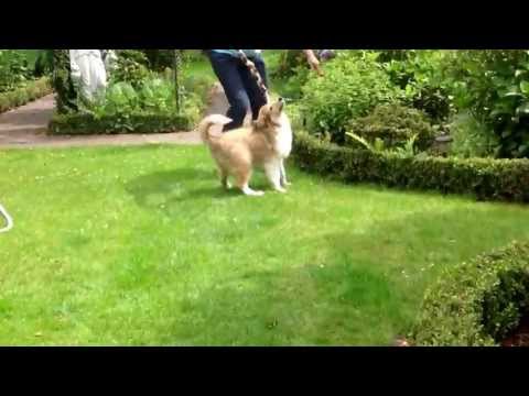 Schotse collie 4 maanden (Senna)