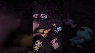 LPS Koncert od Scarlet