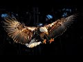 Eagle Attack Fish Eagle Fish Eagle Music