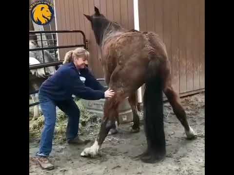 Kuda nya ke enakaaan Brooooo😁..liat ending nya bikin ngakak