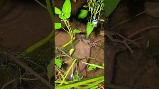 Download lagu Kaget lagi jalan di pinggir rawa malah jumpa ikan monster 😮👆 #fishing #mancing #bigfish #shorts mp3