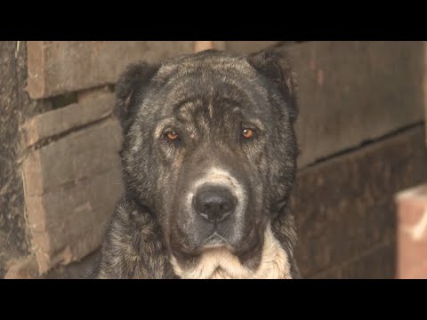 , title : 'Бездомные собаки нападают на домашний скот в Жамбылской области'