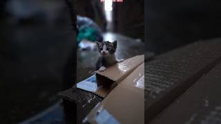 Last-Second Alley Rescue 😭💔 | Dirty Kitten Saved From a Trash Trap Moments Before Disaster
