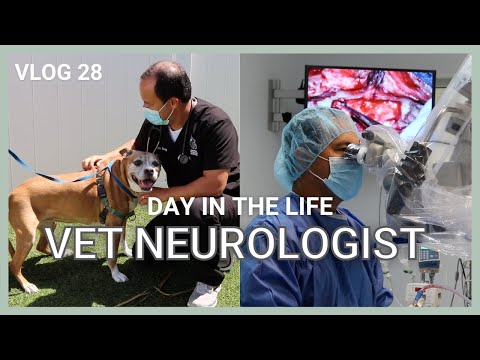 3 Main Causes of Seizures in Dogs || Vlog 28