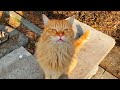 Orange Cat With Beautiful Fluff Eating Food With Hungry Crows Cat Kitten Meow TheLandofCats