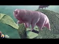 Tardigrades Are The Toughest Animal On Earth That Can Survive Space And Volcanoes The Dodo