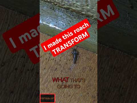 Transforming Roaches🪳 One Month with IGR! 🌟