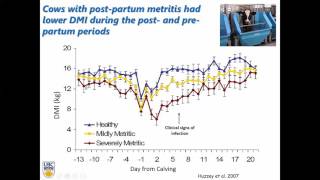 Diagnosis and Treatment of Metritis in Dairy Cows