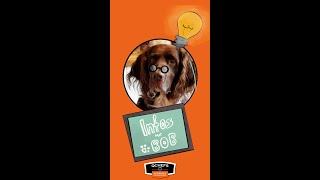 Zahnputzflocken für Hunde // Wie füttert man sie