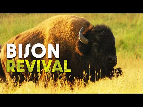 Bison: Die letzten Riesen des Wilden Westens | Dokumentarfilm