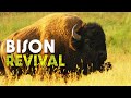 Bison The Last Giants Of The Wild West Documentary