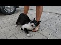 Pink Nosed Tuxedo Cat Says Don T Pet Other Cats Just Pet Me