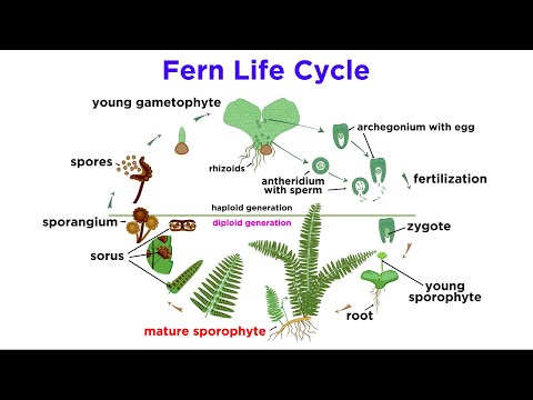 Ferns: The Emergence of Roots and Stems