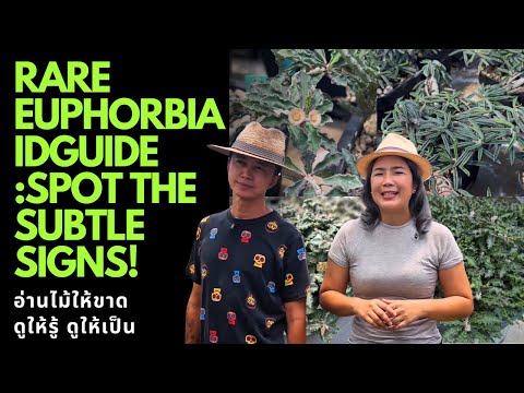 Rare Euphorbia ID Guide อ่านไม้ให้ขาด: E.tulearensis, E.capsaintemariensis,E.decaryi,E.cylindrifolia