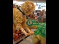 Fat B Vs Dinosaur