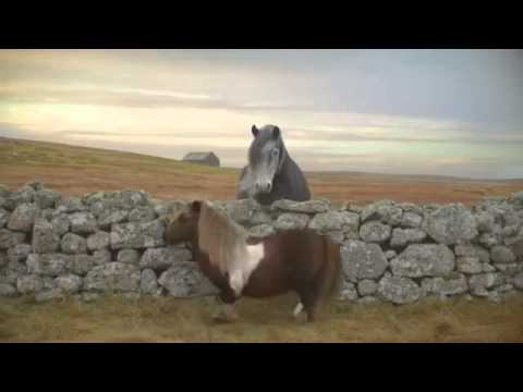Three Dancing Pony - Advert