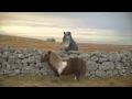 Three Dancing Pony Advert