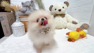 ポメラニアンの動画01