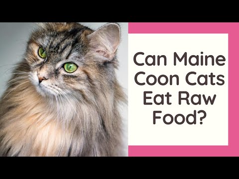 Can Maine Coon Cats Eat Raw Food