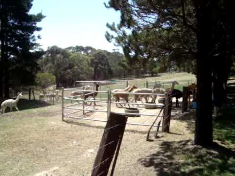 08-02-09 02 Feeding Stampede