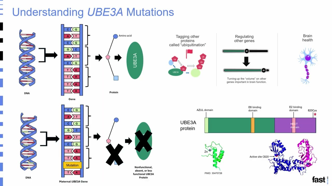 Cracking the Code: Understanding UBE3A Mutations