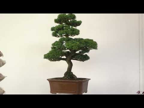 Japanische Mädchenkiefer, Bonsai, 60 Jahre, 127cm, OPINPAR601-07