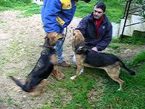 Dogs of Aegina, Sandy and Dimas part 4