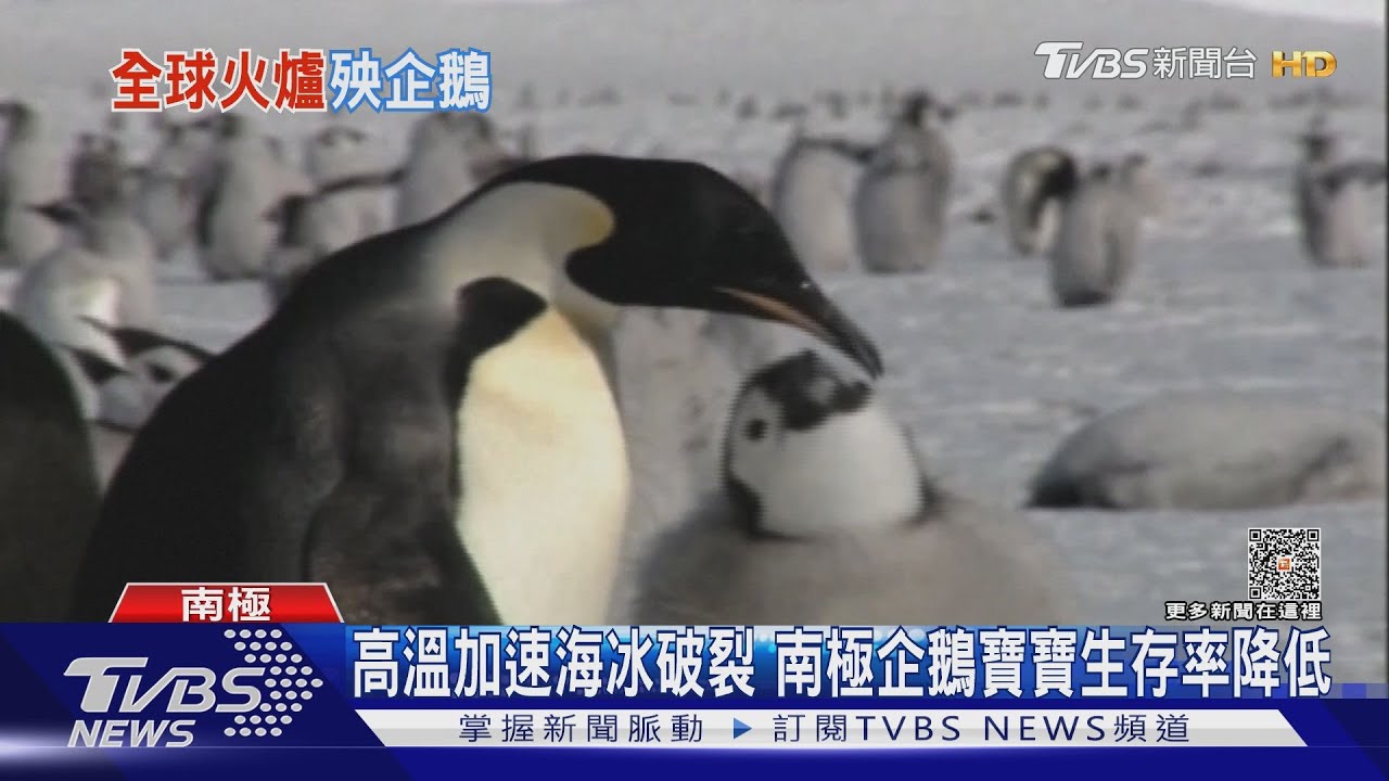 法國又高溫又來暴風! 全球高溫影響南極企鵝繁殖