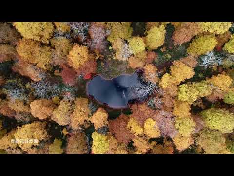 2020年10月26日 鬼無里・奥裾花の紅葉を空撮 (Kinasa Aerial Footage in 2020, Autumn) 4K