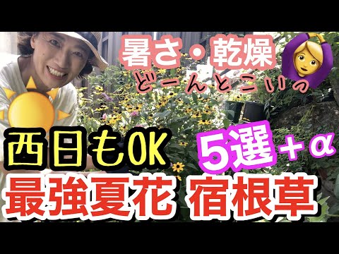 アスチルベ、素晴らしいスパー 植物