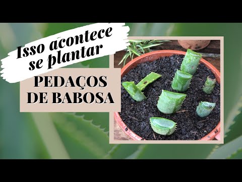 , title : 'BABOSA - Aloe vera - Funciona plantar pedaços das folhas?'