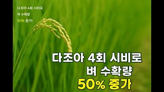 벼 보리 밀을 50% 다수확하고 싶다면! 생육단계별 다조아시비법 공개: 분얼기 배동기 수잉기 등숙기 다조아플…