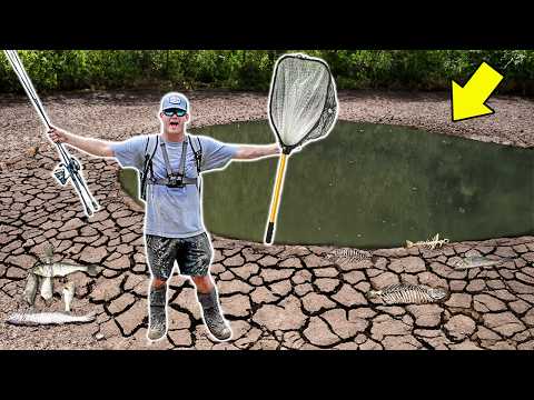 SAVING FISH in a DRIED UP Pond!