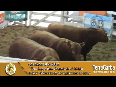 26-09-18 Venta de Toros Angus P.C. - Cabaña TerraGarba - Bolivar