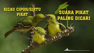 Download lagu SUARA BURUNG RIBUT~1 JAM FULL COCOK UNTUK PIKAT DAN MASTERAN mp3 Download lagu SUARA BURUNG RIBUT~1 JAM FULL COCOK UNTUK PIKAT DAN MASTERAN mp3