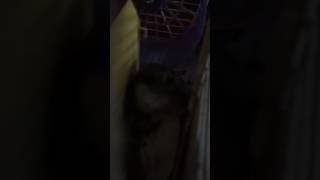 【ASMR】音フェチ 動物 ハムスター 可愛い 咀嚼音 cute Hamster Gesture