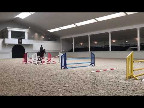 Aragenta (Araldik x Argentinus)