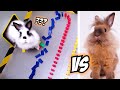 Cute BUNNY RABBITS In Extreme RAINBOW DOMINO TEST