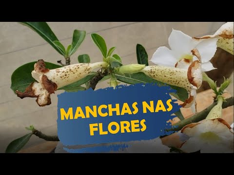 Manchas e pontos escuros nas flores! Você já viu em Rosas do deserto?