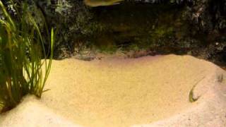 Furcifer mating dance (Tanganyika fish)