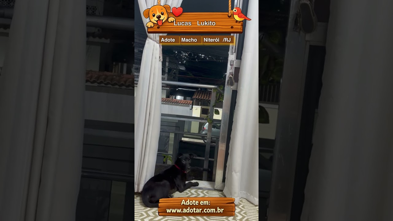Cachorro raça SRD-ViraLata idade 2 a 6 meses nome Lucas Lukito