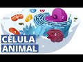 La CÉLULA ANIMAL, sus características y partes (organelos)🔬