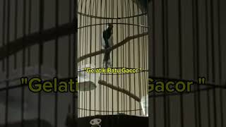 Download lagu suara gelatik batu batu gelatik wingko full isian paling diminati cocok jadikan masteran #shorts mp3 Download lagu suara gelatik batu batu gelatik wingko full isian paling diminati cocok jadikan masteran #shorts mp3